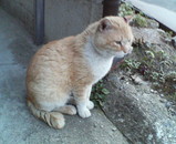 neko1