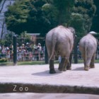 zoo