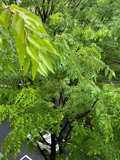 雨の日の定点観測