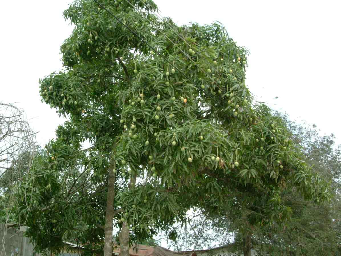 南米の植物 中南米での仕事日記 旅エッセイ 南米の植物 中南米での仕事日記 旅エッセイ