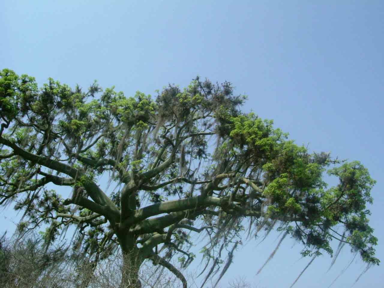 南米の植物 中南米での仕事日記 旅エッセイ 南米の植物 中南米での仕事日記 旅エッセイ
