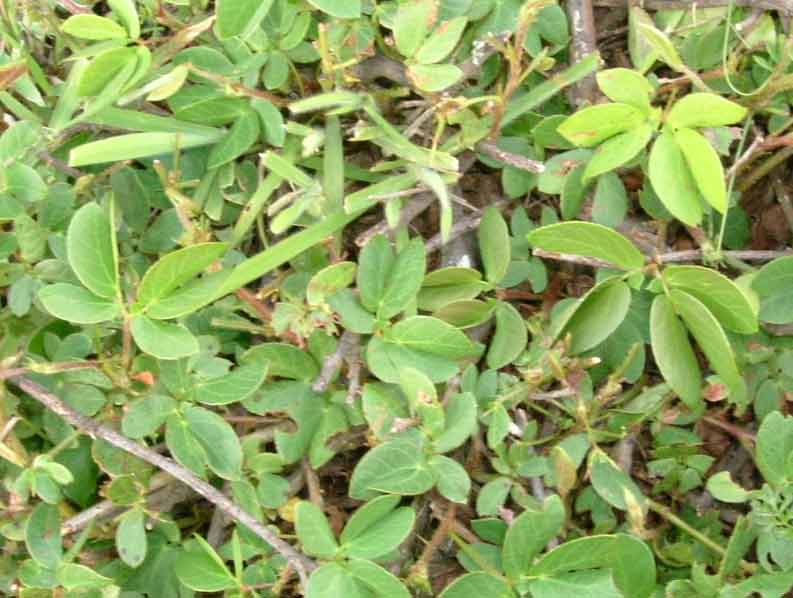 南米の植物 中南米での仕事日記 旅エッセイ 南米の植物 中南米での仕事日記 旅エッセイ