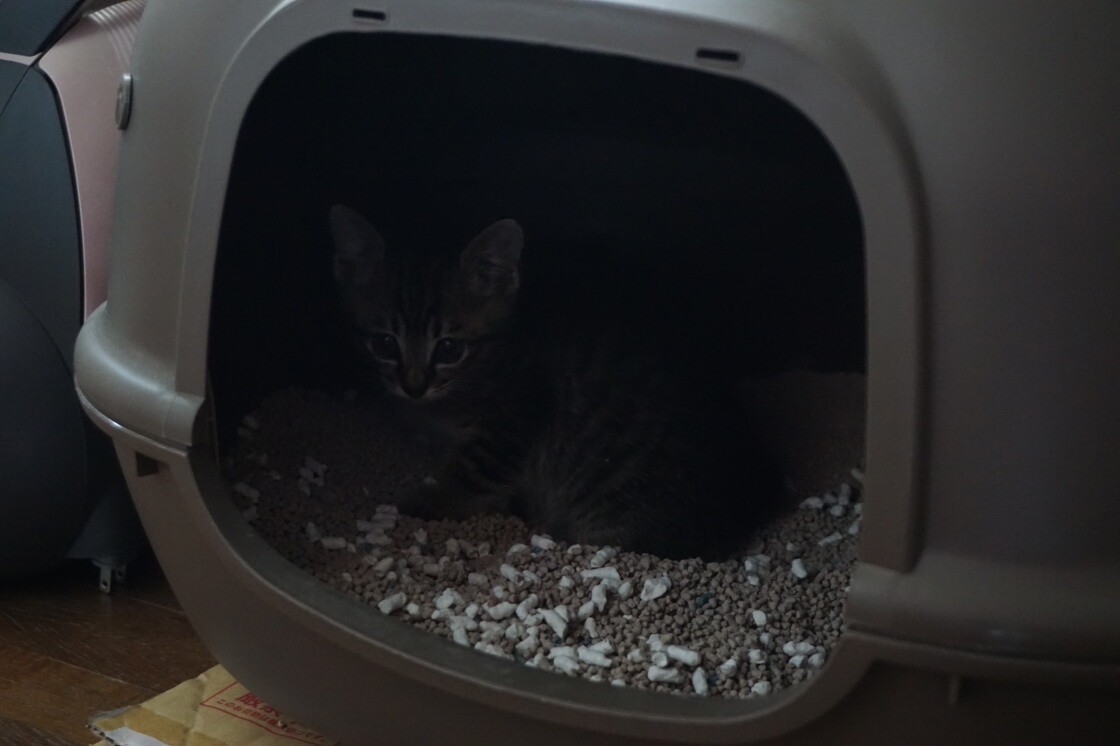 猫のトイレ Season Shot 蔵六は行く