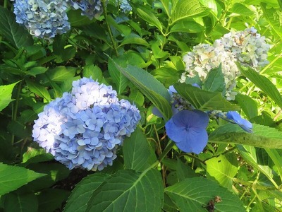 アジサイs-IMG_0610 (2)