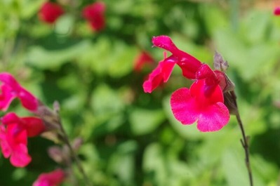 s-IMGP8812 (2)