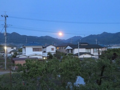 モモ摘果20200507s-IMG_3959