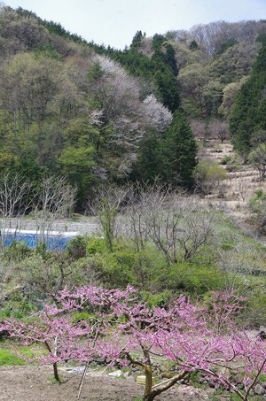 桃も桜もs-IMGP6375