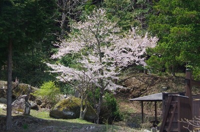 桜20200425