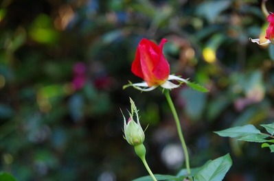 IMGP4672