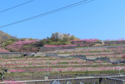 ¥Õ¥ë¡¼¥Ä¥é¥¤¥óIMG_4538 (2)