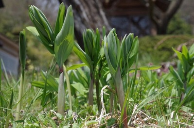 ナルコユリs-IMGP6415