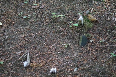 aギンリョウソウIMGP0315 (2)