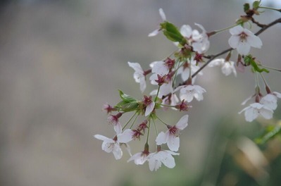 桜s-IMGP6441