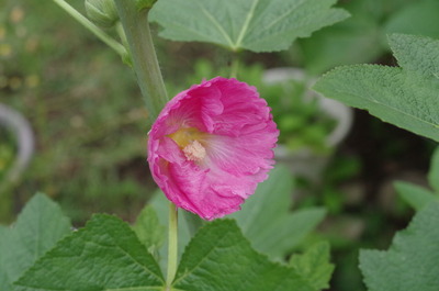 IMGP0230
