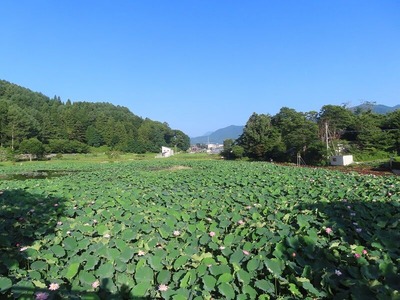 ハス池IMG_0574 (2)