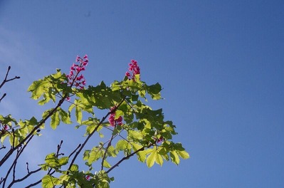 か 花m-IMGP4416
