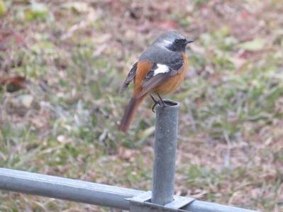 ジョウビタキ20210122IMG_7904 (2)