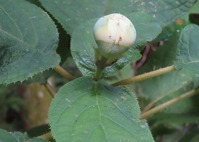 s-タマアジサイ20230806IIMG_0891 (2)