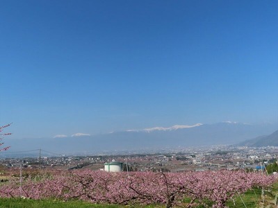 Æî¥¢¥ë¥×¥¹20220412IMG_4597 (2)