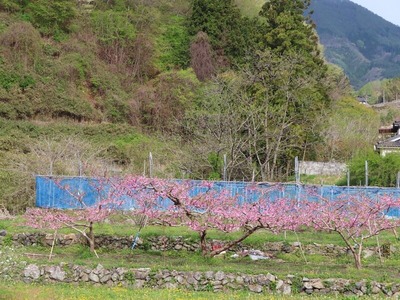 Á̤곹ƻIMG_5229 (2)