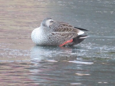 カルガモ氷の上かs-IMG_7373