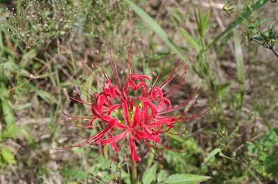 ヒガンバナ20230928IMGP9327