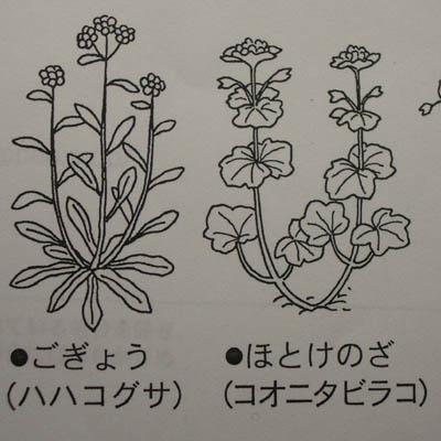 ホトケノザ あれやこれや