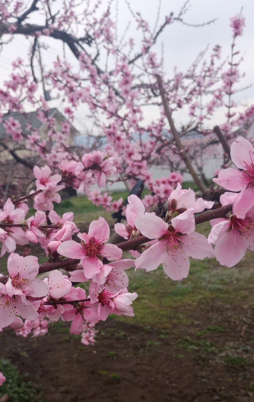 桃の花 川西で桃の花が満開 - YouTube