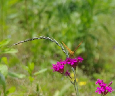s-aチョウ20210603IMGP1123 (2)
