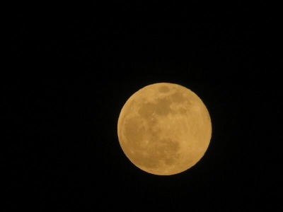 モモ摘果20200507s-IMG_3961