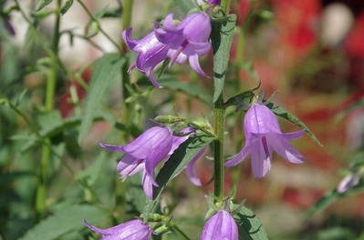 IMGP6859