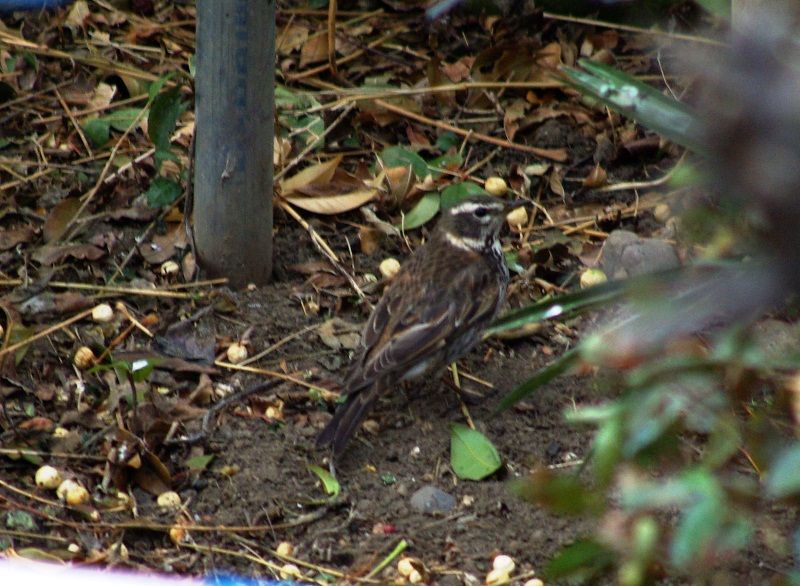 庭に来る鳥 そしてセンダンのこと あれやこれや 庭に来る鳥 そしてセンダンのこと あれやこれや