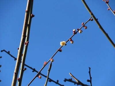 い20200129m-IMG_1316