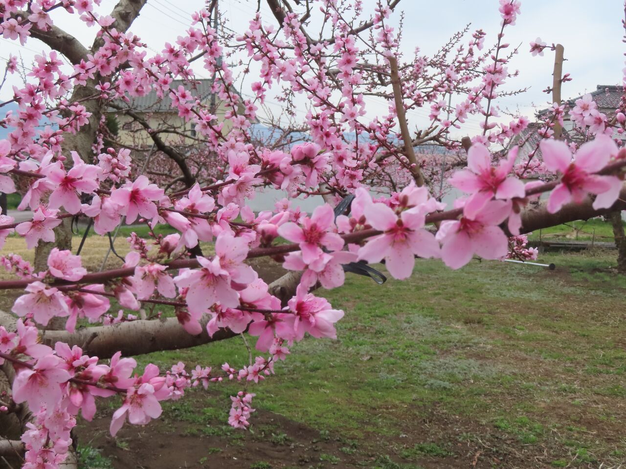 桃の花 桃の花(もものはな) | Vary