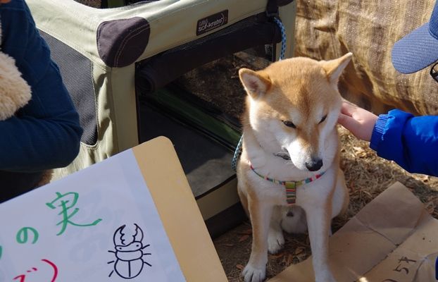 かつぬま朝市 18年12月 ラブ甲州