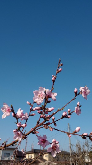 桃の花 川西で桃の花が満開 - YouTube
