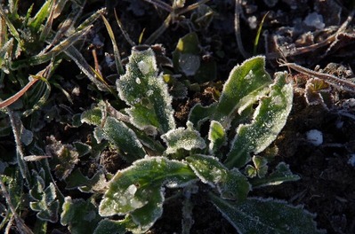 あられ20100105m-IMGP5306