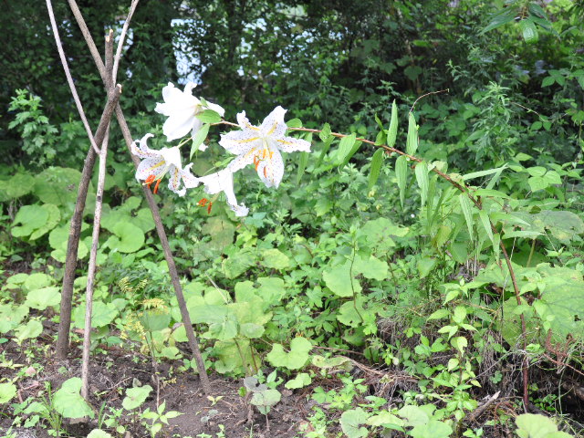畑の中の花 あれやこれや