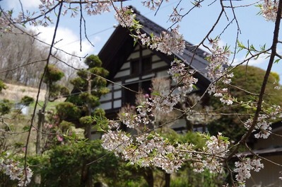 桜20200425s-IMGP6391