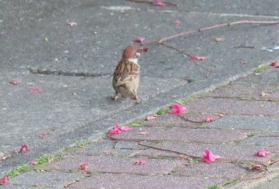 IMG_6209 (2)