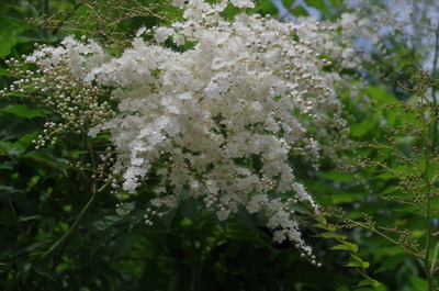 IMGP0238