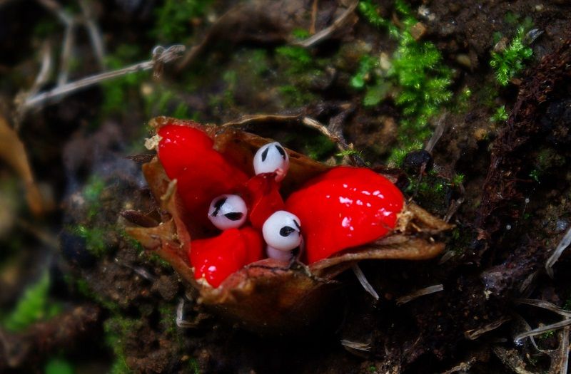 ミョウガに赤い実がつきました あれやこれや