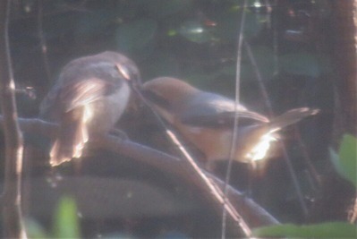 20200418MG_2852