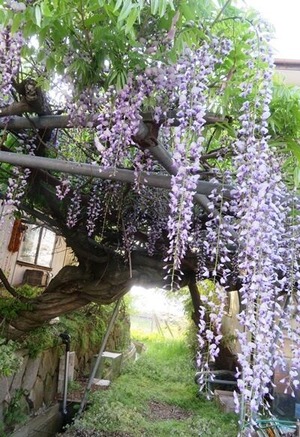 藤の花IMG_3613