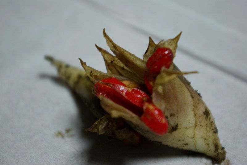 ミョウガに赤い実がつきました あれやこれや