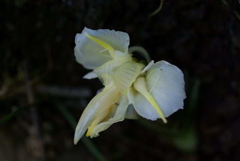 ミョウガに赤い実がつきました あれやこれや