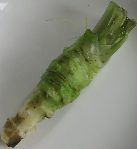生わさび