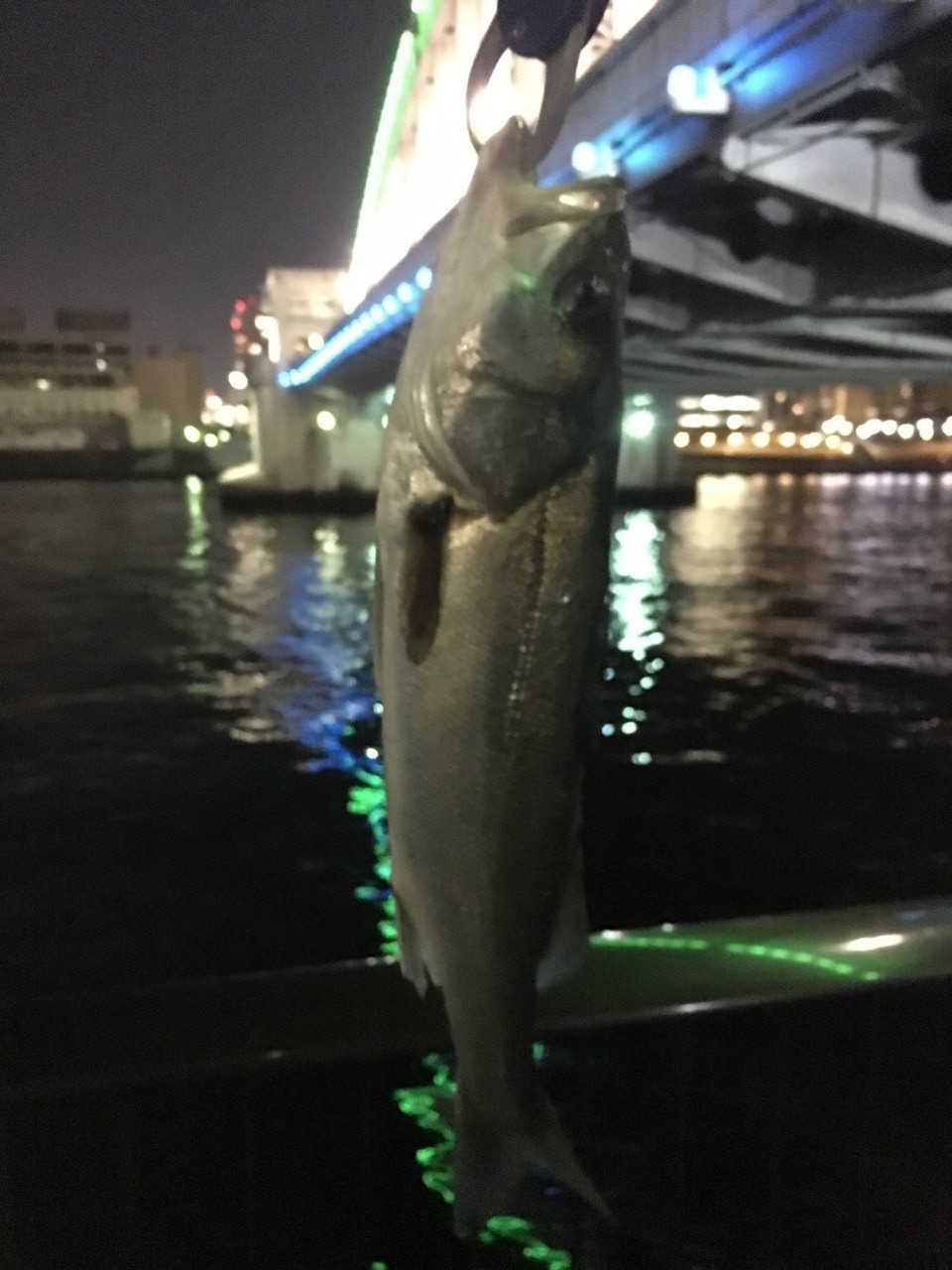リアルな釣果報告 1月17日 隅田川河口 勝どき 東京湾シーバス釣り 釣果2 バラシ0 アタリ複数 シーバスプロを目指す竹ちゃんブログ