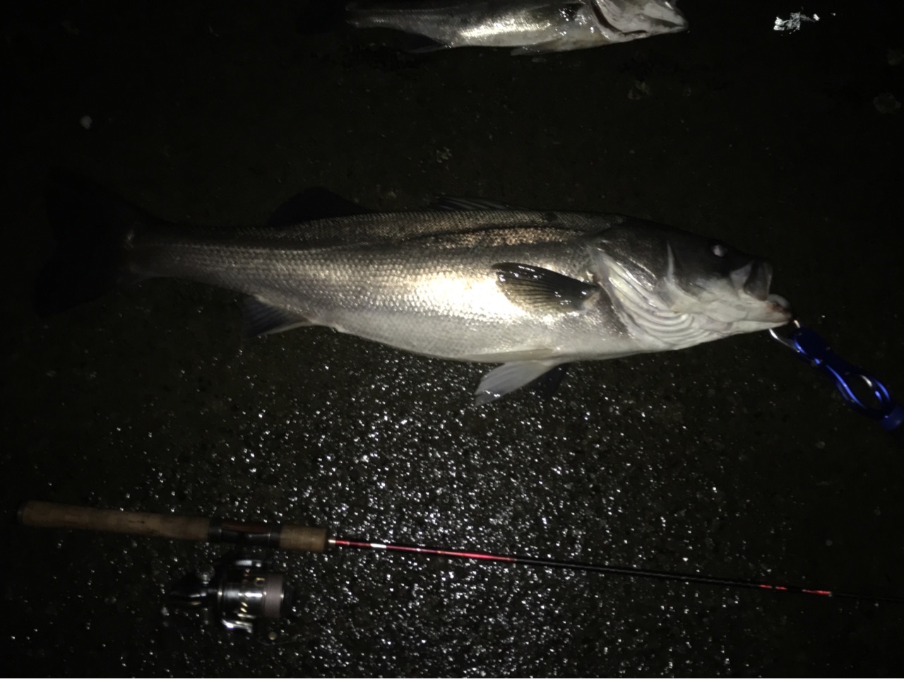 解決 バス釣りタックルでシーバスは釣れる 都内のシーバス釣り シーバスプロを目指す竹ちゃんブログ 解決 バス釣りタックルでシーバスは釣れる 都内のシーバス釣り シーバスプロを目指す竹ちゃんブログ