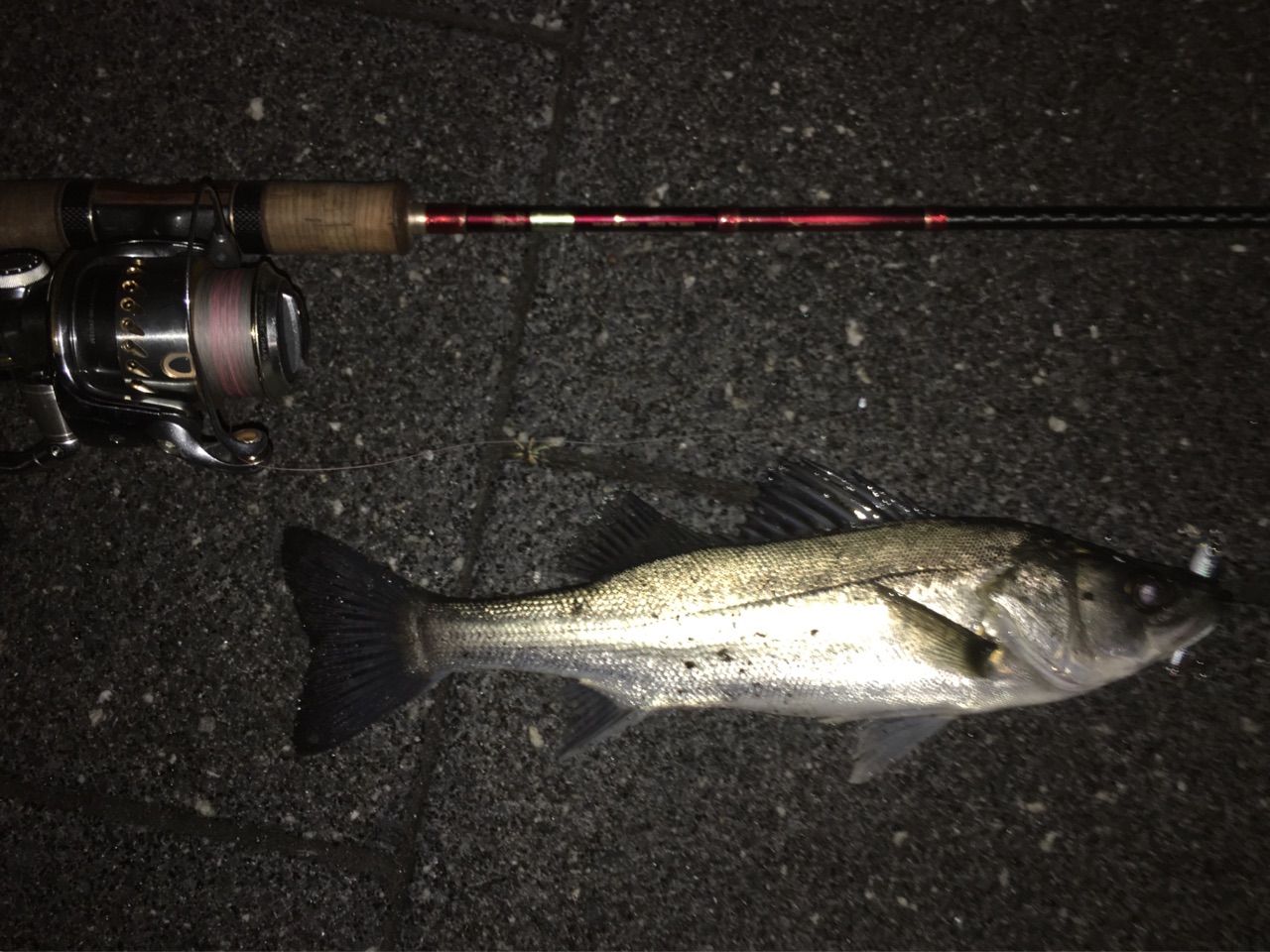 リアルな釣果報告 バチパターン開幕 2月6日 隅田川河口 勝どき シーバス釣り 釣果1 バラシ0 アタリ複数 シーバスプロを目指す竹ちゃんブログ